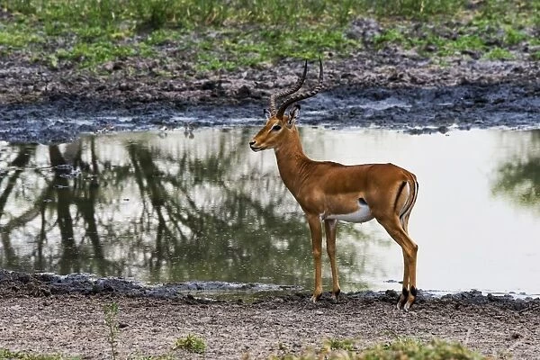 Impala -Aepyceros melampus- at a waterhole, Tarangire, Tanzania
