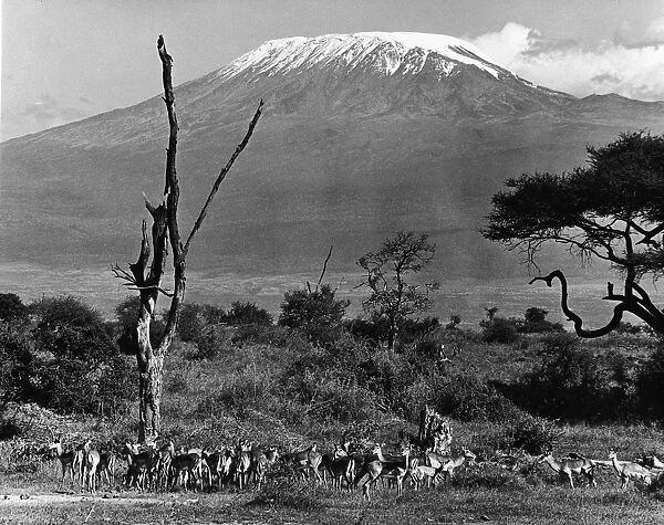 Impala Below Mt. Kilimanjaro