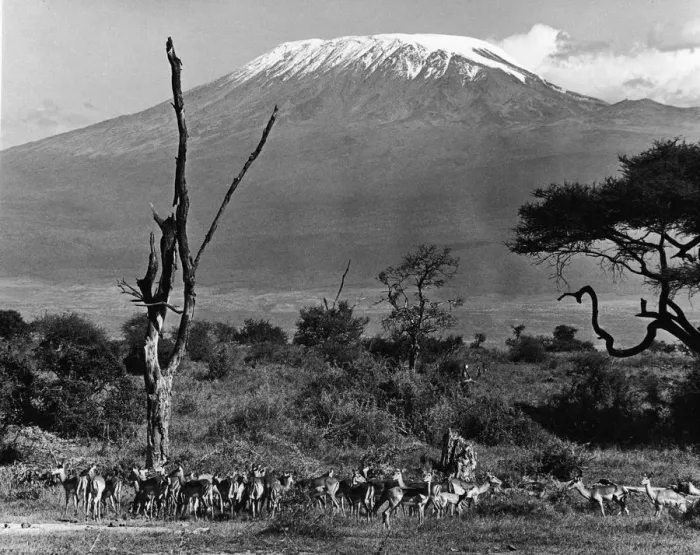 Framed Print : Impala Below Mt. Kilimanjaro