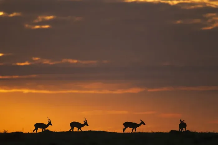Framed Print : Impala at sunrise Framed Print : Impala at sunrise