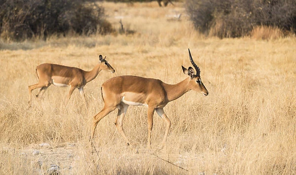 Impalas -Aepyceros melampus petersi-, Etosha National Park, Namibia