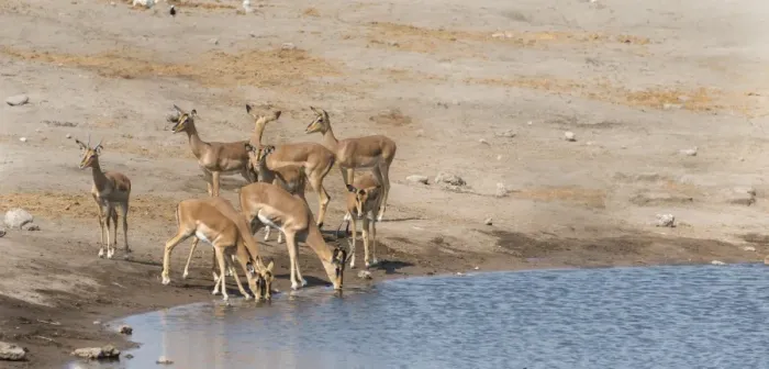Framed Print : Impalas -Aepyceros melampus petersi- at the Chudob waterhole, Etosha National Park, Namibia