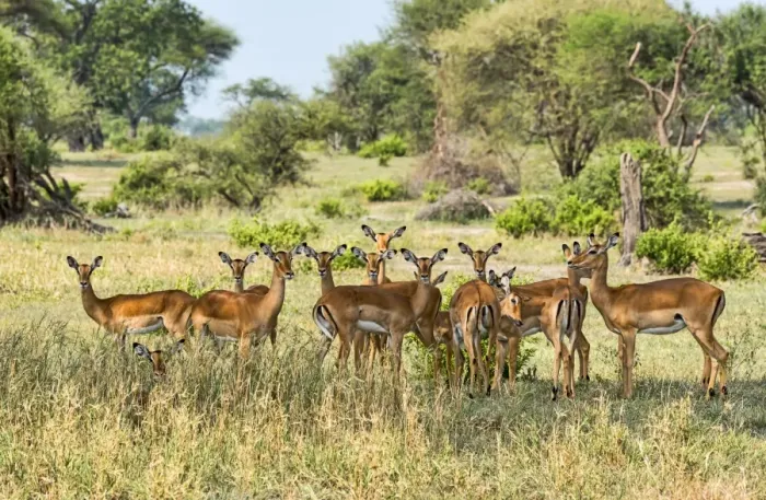 Framed Print : Impalas -Aepyceros melampus-, Tanzania Framed Print : Impalas -Aepyceros melampus-, Tanzania