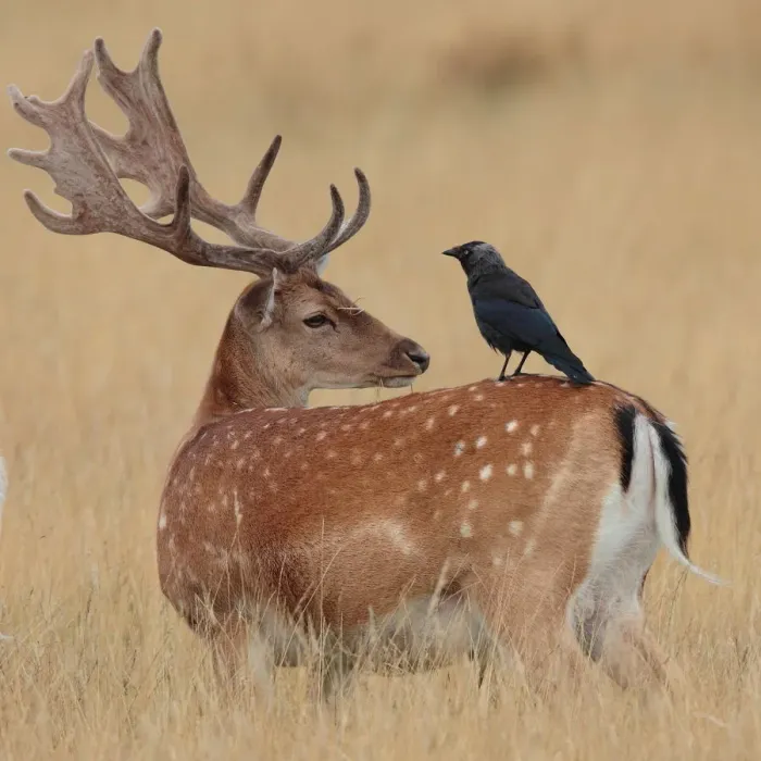 Framed Print : Impassive. Fallow Deer stag in velvet antlers with Jackdaw companion Framed Print : Impassive. Fallow Deer stag in velvet antlers with Jackdaw companion