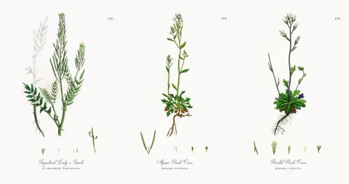 Framed Print : Impatient Ladyas Smock, Cardamine Impatiens, Victorian Botanical Illustration, 1863 Framed Print : Impatient Ladyas Smock, Cardamine Impatiens, Victorian Botanical Illustration, 1863