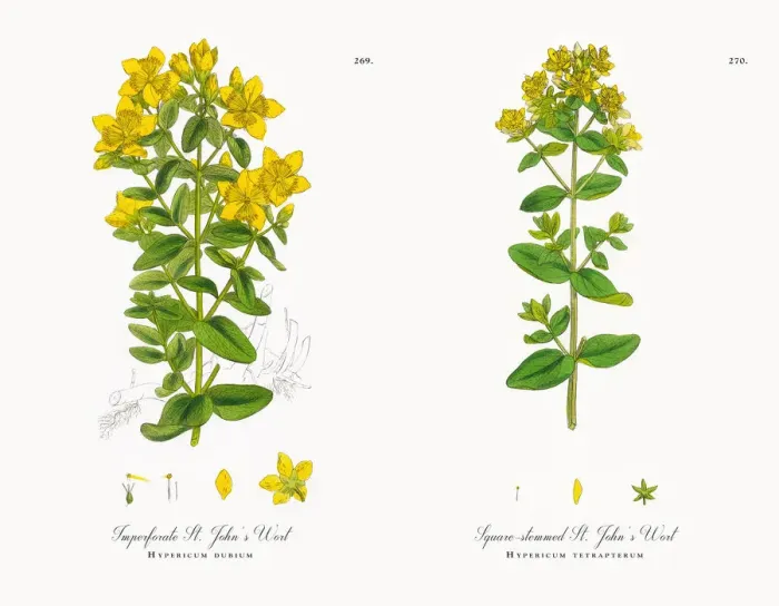 Framed Print : Imperforate St. Johnas Wort, Hypericum dubium, Victorian Botanical Illustration, 1863 Framed Print : Imperforate St. Johnas Wort, Hypericum dubium, Victorian Botanical Illustration, 1863