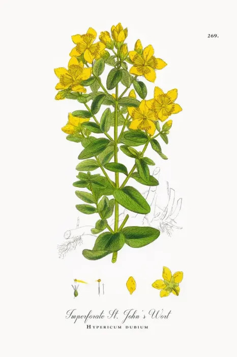Framed Print : Imperforate St. Johnas Wort, Hypericum dubium, Victorian Botanical Illustration, 1863 Framed Print : Imperforate St. Johnas Wort, Hypericum dubium, Victorian Botanical Illustration, 1863