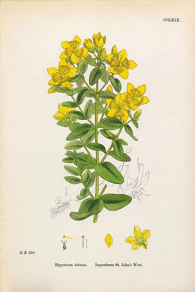 Imperforate St. Johnas Wort, Hypericum dubium, Victorian Botanical Illustration, 1863