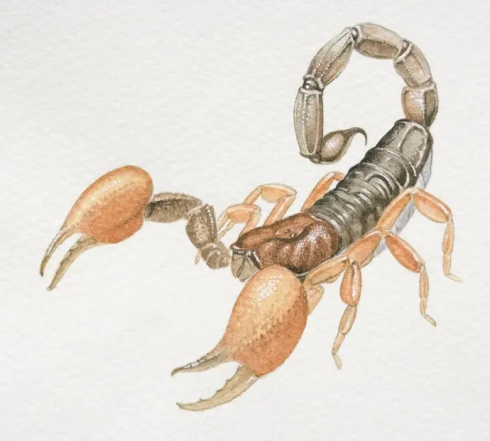 Framed Print : Imperial Scorpion, Pandinus imperator, front view