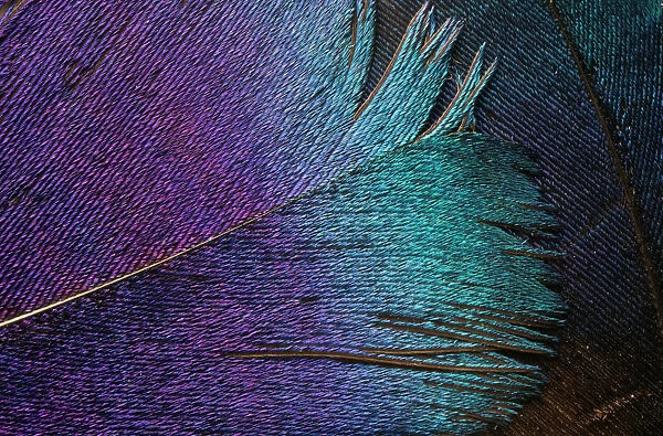 Impeyan Pheasant Feather (Phasianidae) Close-Up