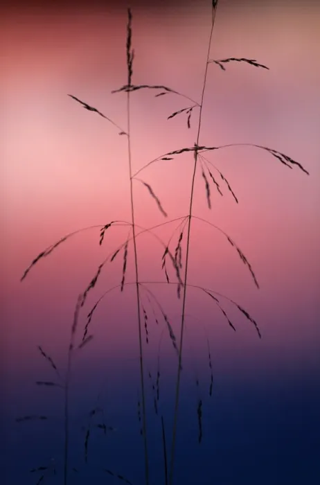 Framed Print : and is an important foraging grass for reindeer (caribou) Framed Print : and is an important foraging grass for reindeer (caribou)