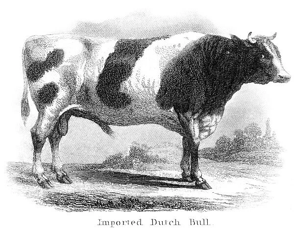 Imported dutch bull engraving 1873