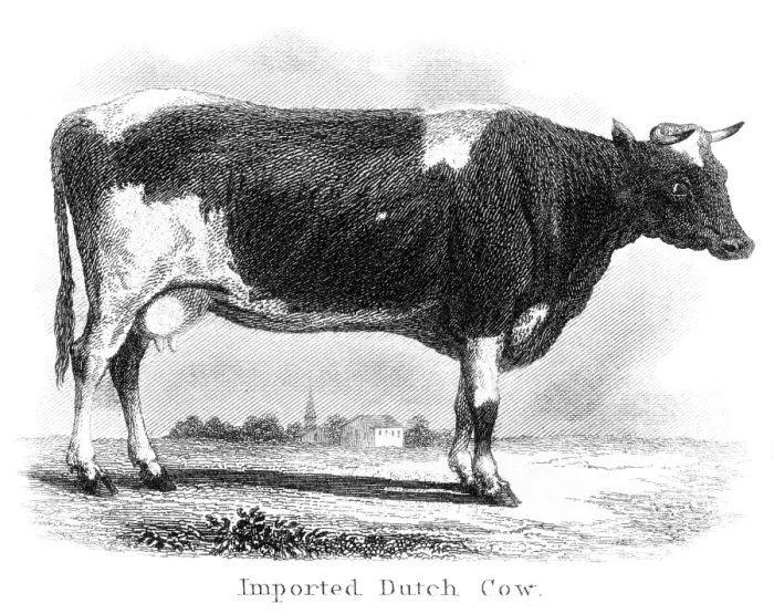 Framed Print : Imported dutch cow engraving 1873 Framed Print : Imported dutch cow engraving 1873