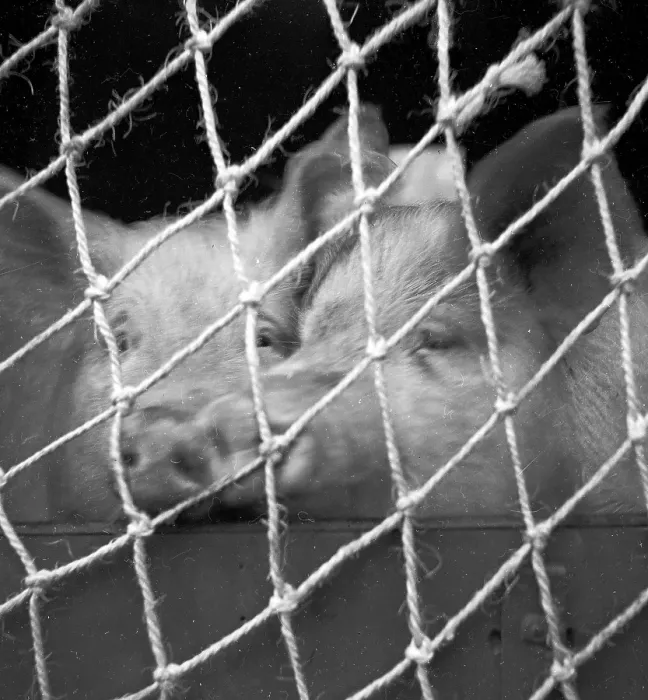 Framed Print : Imprisoned Pigs Framed Print : Imprisoned Pigs