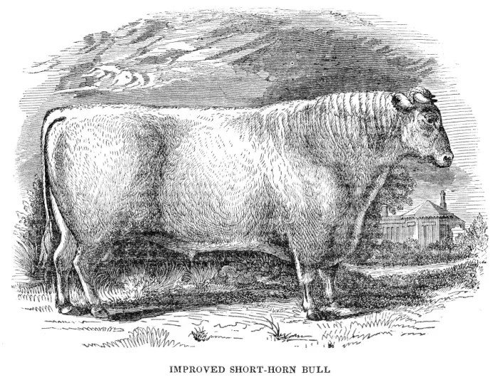 Framed Print : Improved Short horn bull 1841 Framed Print : Improved Short horn bull 1841