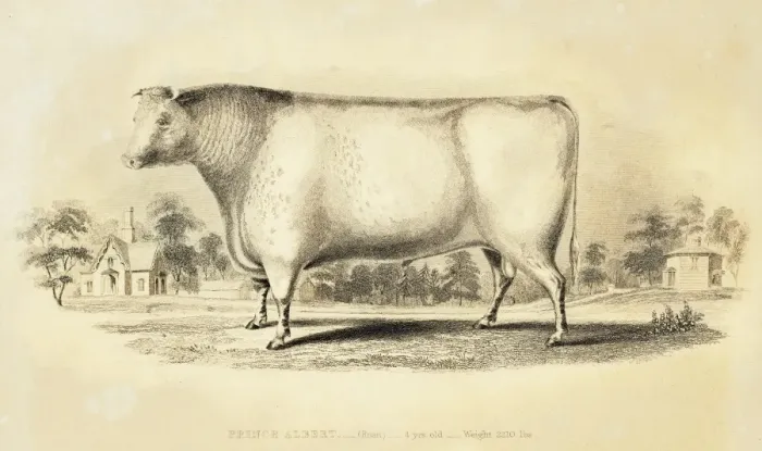 Framed Print : Improved Short horn bull 1841 Framed Print : Improved Short horn bull 1841