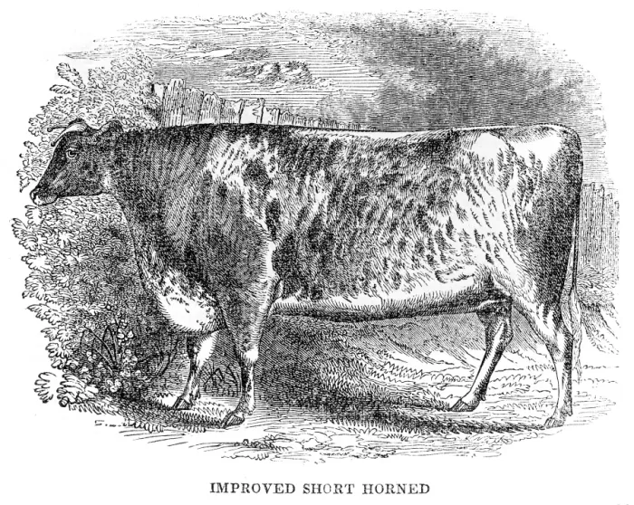 Framed Print : Improved Short horn bull 1841 Framed Print : Improved Short horn bull 1841