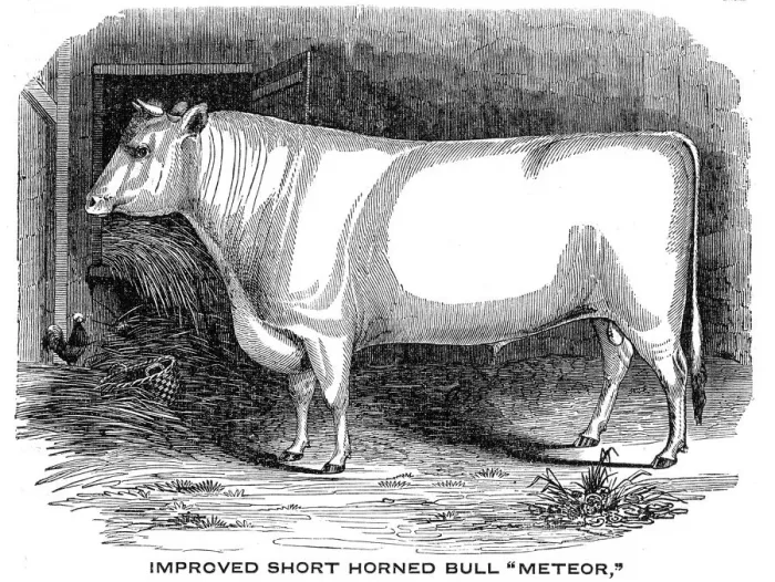 Framed Print : Improved Short horn bull 1841 Framed Print : Improved Short horn bull 1841