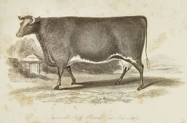 Improved Short horn cow 1841