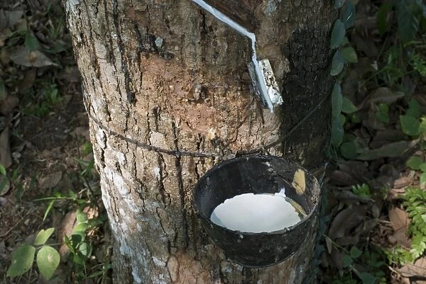 Incised Rubber Tree -Hevea brasiliensis- with collecting vessel, natural rubber production on a plantation, Peermade, Kerala, India