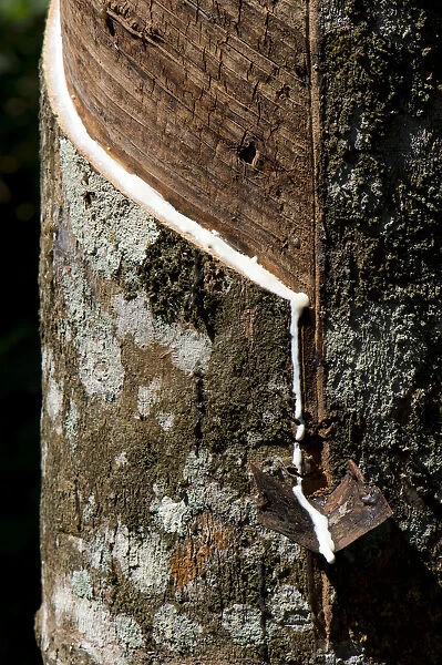 Incised Rubber Tree -Hevea brasiliensis-, natural rubber production on a plantation, Peermade, Kerala, India
