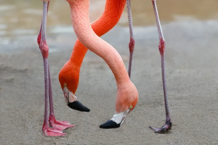 Framed Print : Two down inclined Flamingo necks are crossed Framed Print : Two down inclined Flamingo necks are crossed