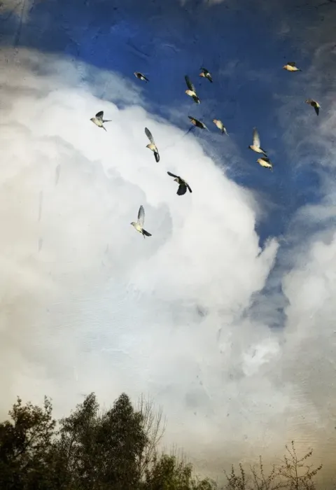 Framed Print : Incoming storm and flock of birds Framed Print : Incoming storm and flock of birds