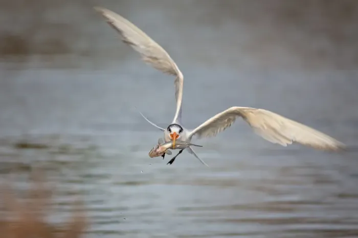Framed Print : Incoming Tern with fish Framed Print : Incoming Tern with fish