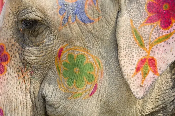 Framed Print : India, Allahabad, painted elephant, close-up Framed Print : India, Allahabad, painted elephant, close-up