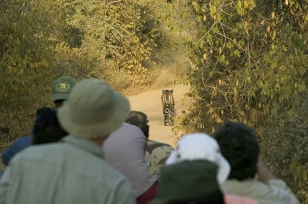India, Rajasthan, Ranthambore NP, ecotourists watching tiger on path