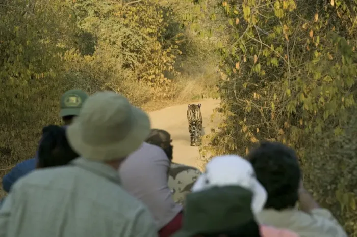 Framed Print : India, Rajasthan, Ranthambore NP, ecotourists watching tiger on path Framed Print : India, Rajasthan, Ranthambore NP, ecotourists watching tiger on path