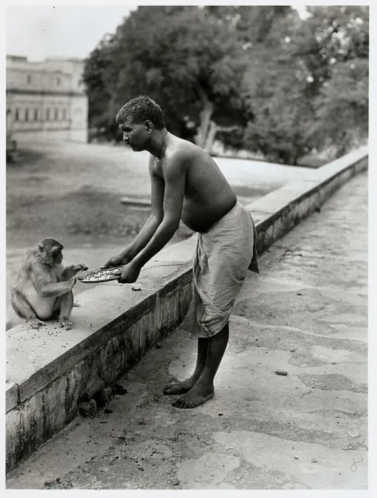 Framed Print : India Rite for Monkey Reverence Framed Print : India Rite for Monkey Reverence