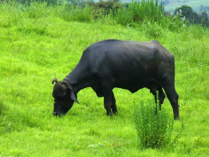 Framed Print : Indian Buffalo Framed Print : Indian Buffalo
