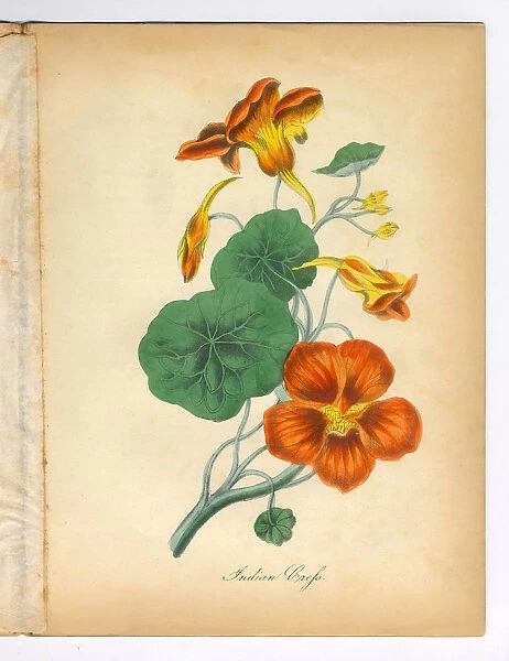 Indian Cress Victorian Botanical Illustration