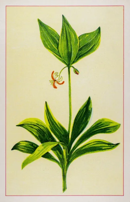 Framed Print : Indian Cucumber Root Framed Print : Indian Cucumber Root