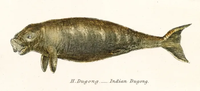 Framed Print : Indian dugong engraving 1803 Framed Print : Indian dugong engraving 1803