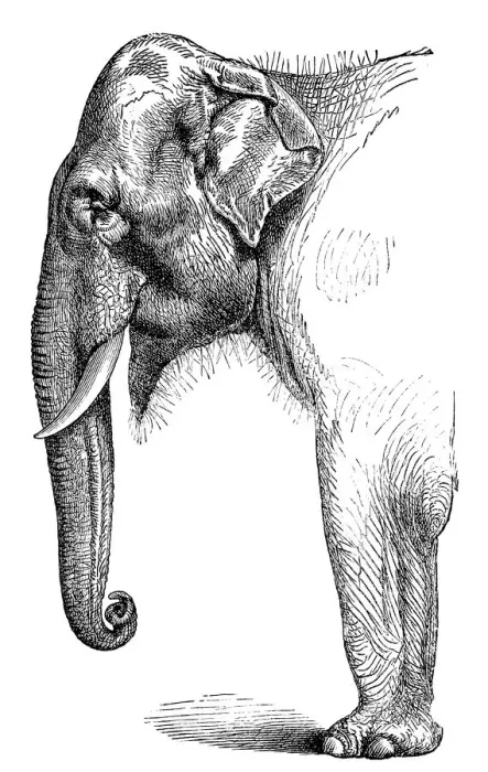 Framed Print : Indian Elephant Framed Print : Indian Elephant