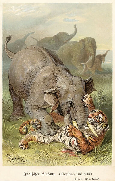 Indian elephant fighting tiger 1888