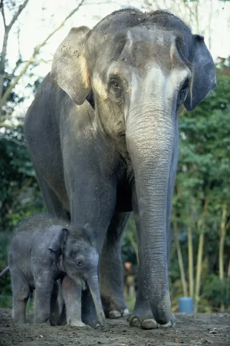 Framed Print : Indian Elephants (Elephas Maximus), Mother and Baby Framed Print : Indian Elephants (Elephas Maximus), Mother and Baby