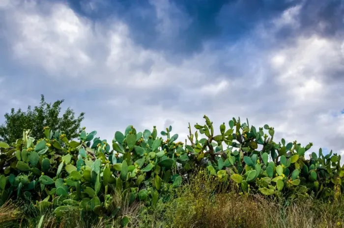 Framed Print : Indian fig opuntia Framed Print : Indian fig opuntia