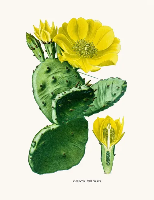 Framed Print : Indian fig opuntia cactus