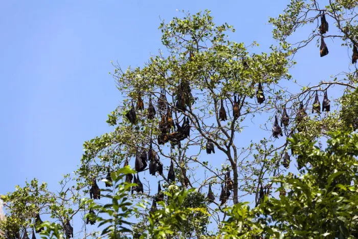 Framed Print : Indian Flying Foxes -Pteropus giganteus-, colony at roost, nature reserve near Godahena, Galle region, Southern Province, Sri Lanka