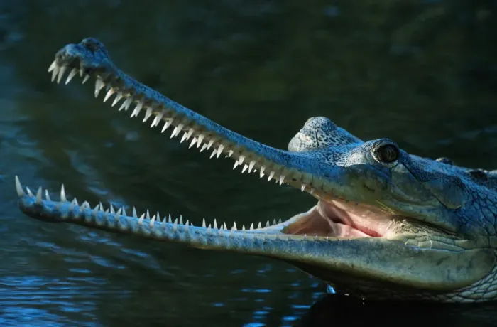 Framed Print : Indian gharial (Gavialis gangeticus) close up, captive, India