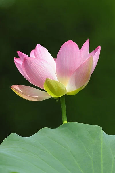 Indian Lotus, Sacred Lotus, Bean of India (Nelumbo nucifera)