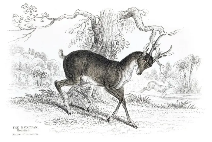 Framed Print : The Indian Muntjac engraving 1855 Framed Print : The Indian Muntjac engraving 1855
