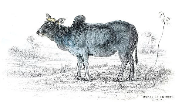 Indian ox lithograph 1884