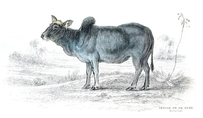Framed Print : Indian ox lithograph 1884 Framed Print : Indian ox lithograph 1884