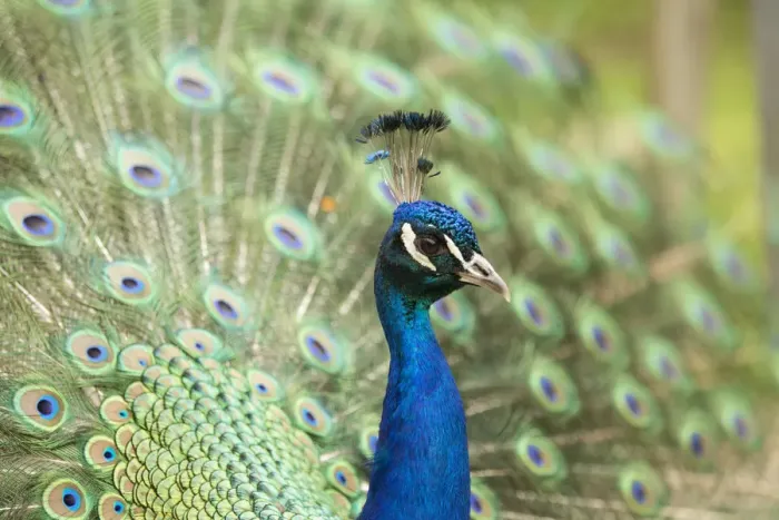 Framed Print : Indian Peafowl or Blue Peafowl -Pavo cristatus-, male displaying, North Rhine-Westphalia, Germany Framed Print : Indian Peafowl or Blue Peafowl -Pavo cristatus-, male displaying, North Rhine-Westphalia, Germany