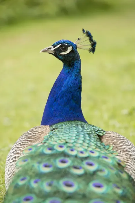 Framed Print : Indian Peafowl or Blue Peafowl -Pavo cristatus-, male, North Rhine-Westphalia, Germany Framed Print : Indian Peafowl or Blue Peafowl -Pavo cristatus-, male, North Rhine-Westphalia, Germany
