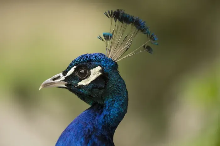 Framed Print : Indian Peafowl or Blue Peafowl -Pavo cristatus-, male, North Rhine-Westphalia, Germany Framed Print : Indian Peafowl or Blue Peafowl -Pavo cristatus-, male, North Rhine-Westphalia, Germany
